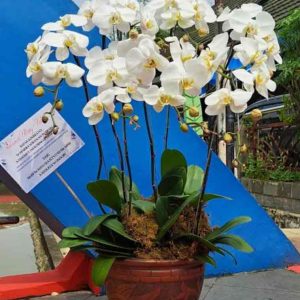 Kemegahan Royal Pot Anggrek Bulan Putih Rimbun - Dorus Florist