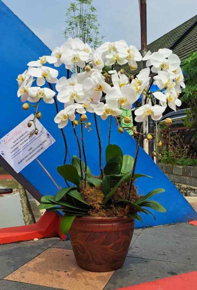 Kemegahan Royal Pot Anggrek Bulan Putih Rimbun - Dorus Florist