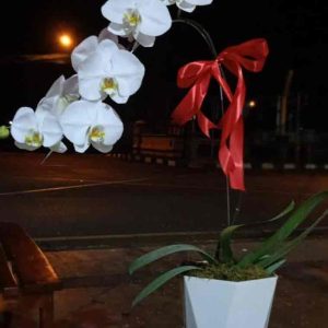 Keanggunan Minimalis Rangkaian Anggrek Putih Pot Geometris - Dorus Florist