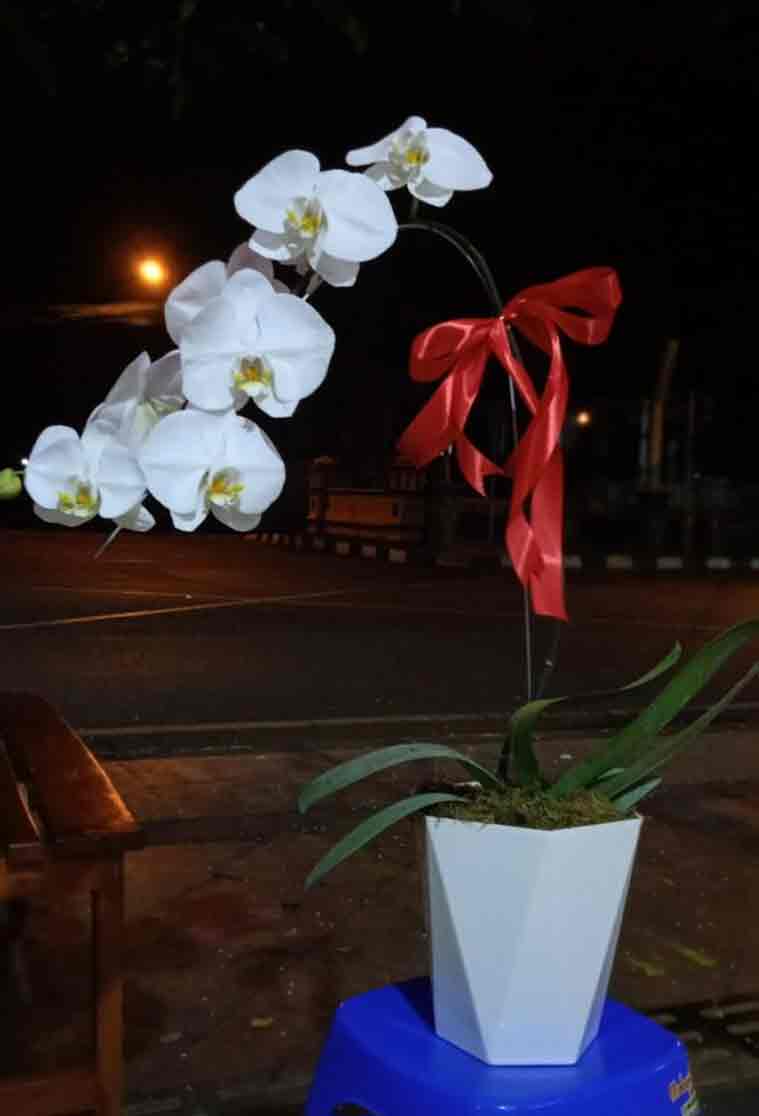 Keanggunan Minimalis Rangkaian Anggrek Putih Pot Geometris - Dorus Florist