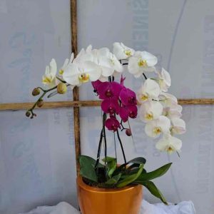 Kontras Elegan Rangkaian Pot Anggrek Dua Warna (Putih & Ungu) - Dorus Florist