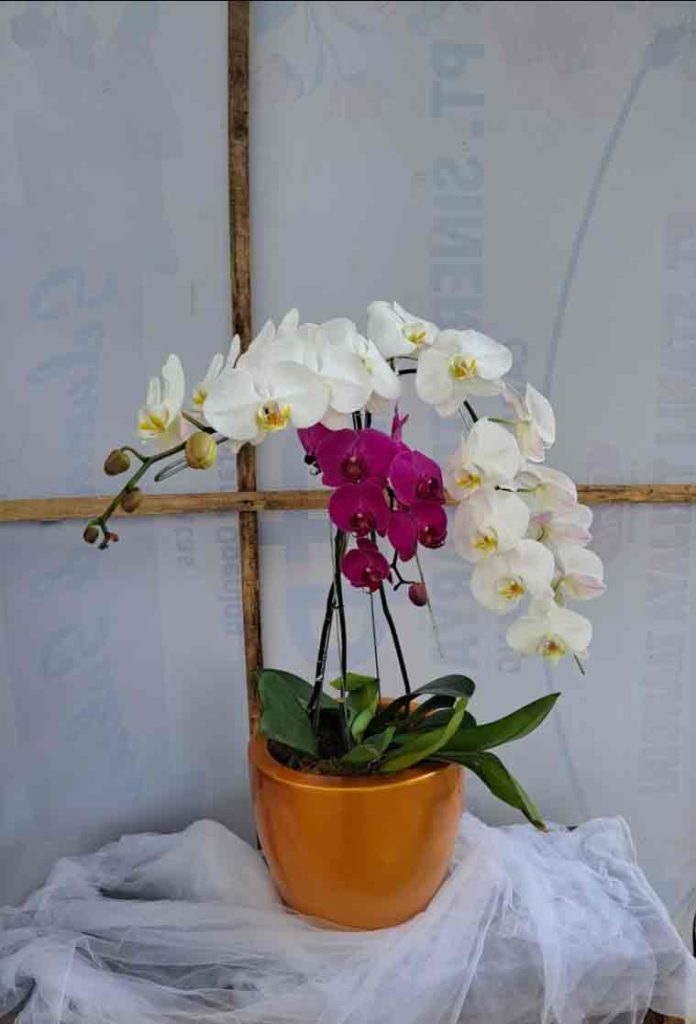 Kontras Elegan Rangkaian Pot Anggrek Dua Warna (Putih & Ungu) - Dorus Florist