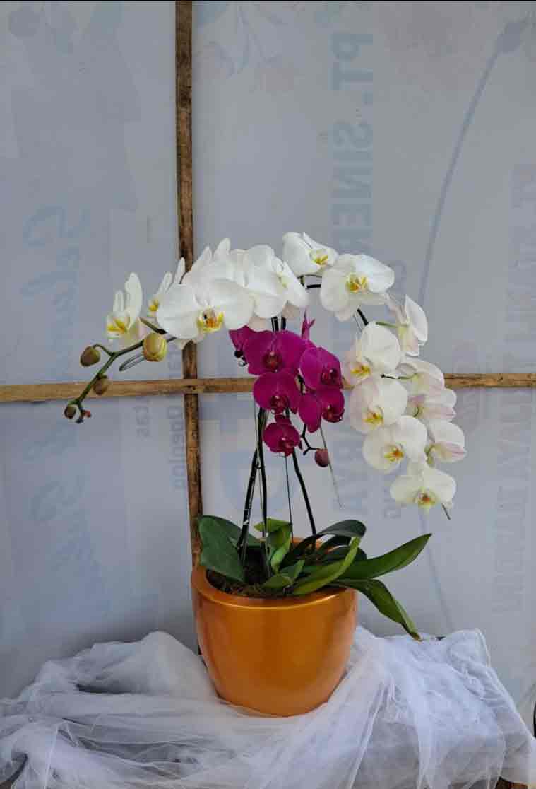 Kontras Elegan Rangkaian Pot Anggrek Dua Warna (Putih & Ungu) - Dorus Florist