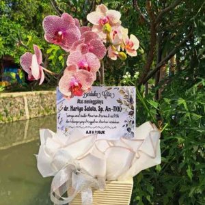 Keanggunan Tulus Rangkaian Pot Anggrek Bulan Pink - Dorus Florist