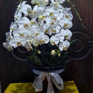 Kemegahan Agung Rangkaian Pot Anggrek Bulan Putih Super Rimbun - Dorus Florist