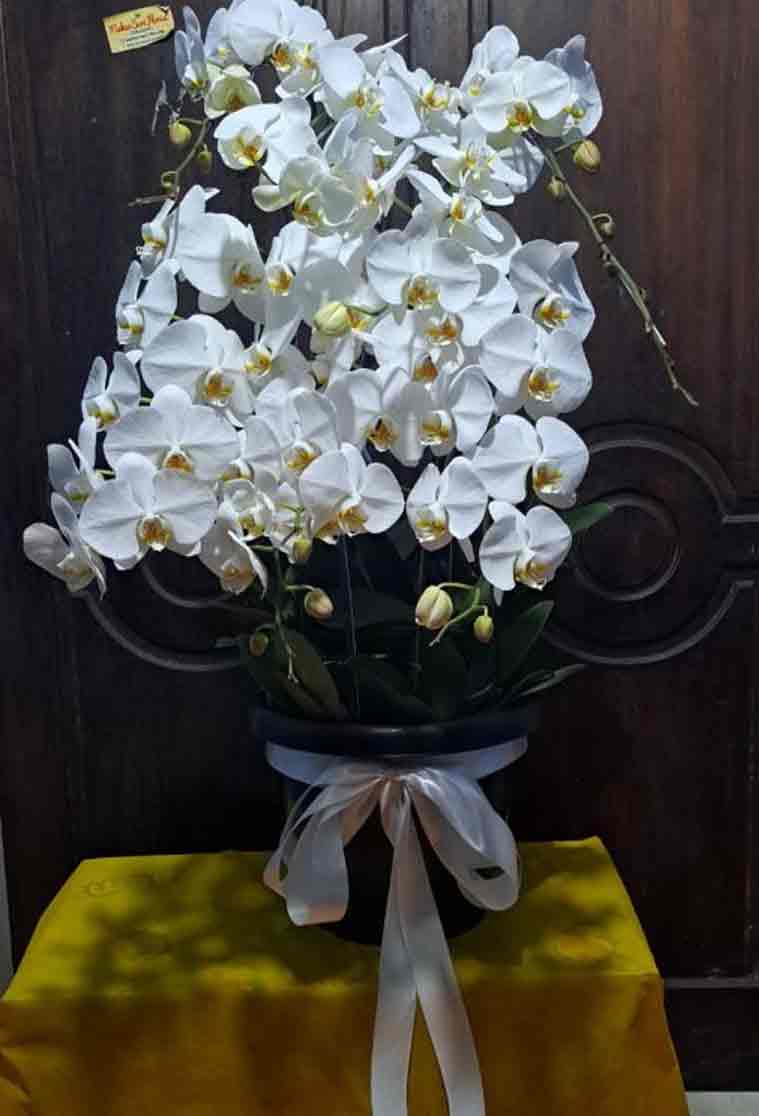 Kemegahan Agung Rangkaian Pot Anggrek Bulan Putih Super Rimbun - Dorus Florist