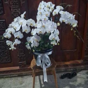 Keanggunan Klasik Rangkaian Pot Anggrek Bulan Putih Rimbun - Dorus Florist