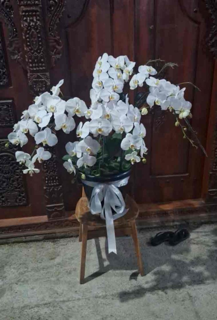 Keanggunan Klasik Rangkaian Pot Anggrek Bulan Putih Rimbun - Dorus Florist